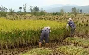 割稻谷图片 第4张