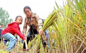 割稻谷图片 第7张