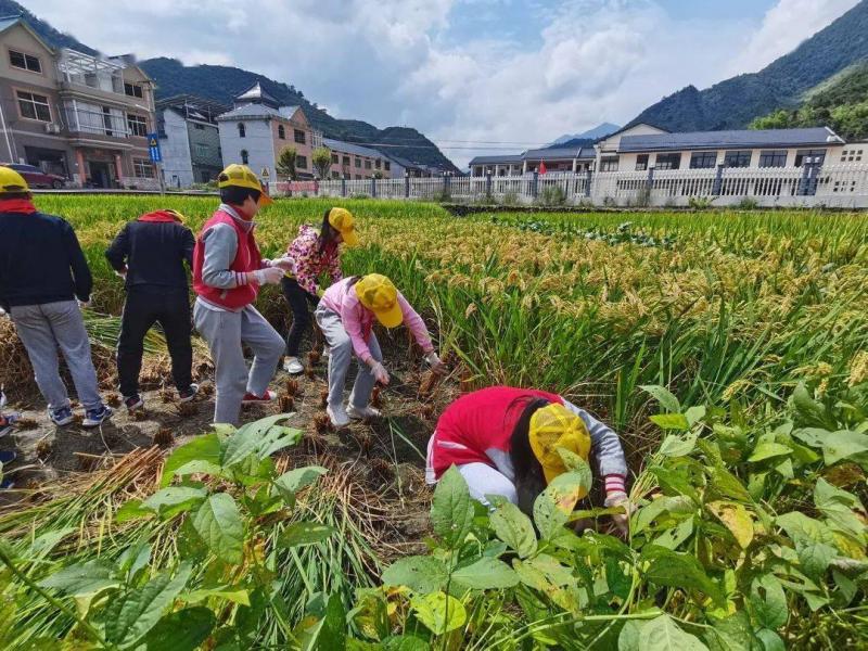 割稻谷图片 第6张