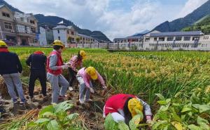 割稻谷图片 第6张