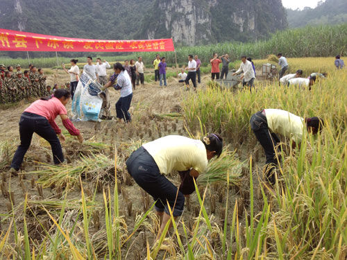 割稻谷图片 第8张