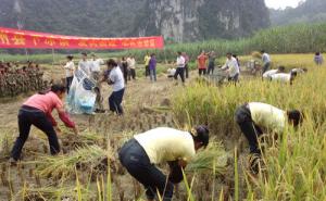 割稻谷图片 第8张