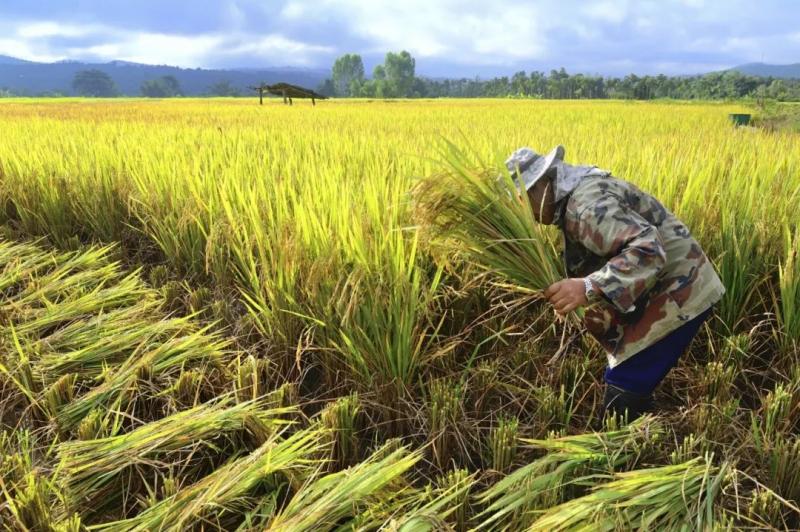 割稻谷图片 第9张