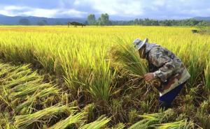 割稻谷图片 第9张
