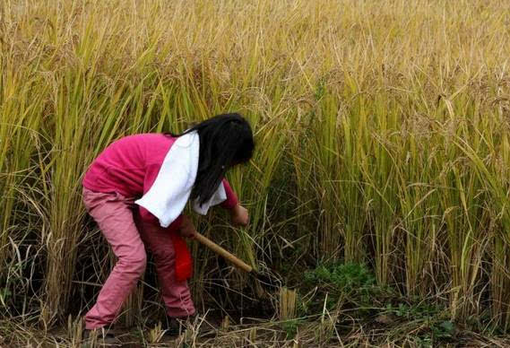 割稻谷图片 第12张