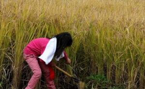 割稻谷图片 第12张