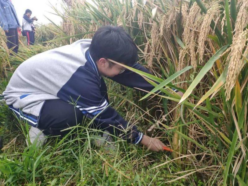 割稻谷图片 第10张