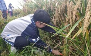 割稻谷图片 第10张