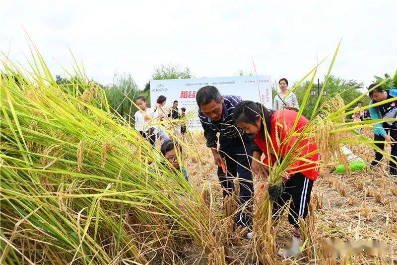 割稻谷图片 第11张