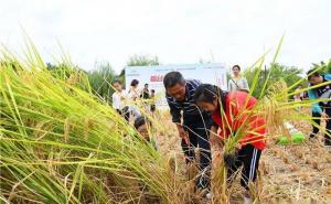 割稻谷图片 第11张