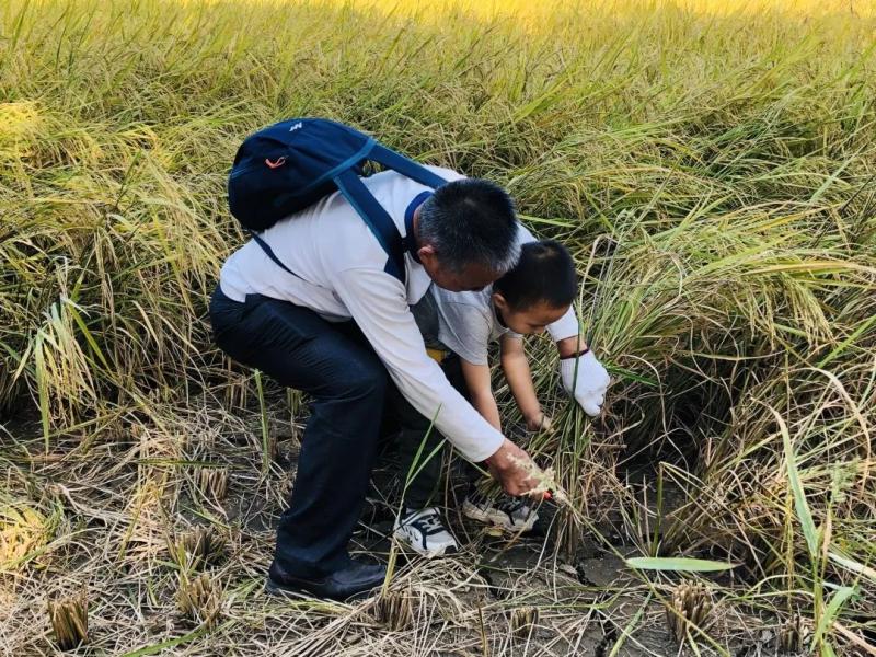 割稻谷图片 第13张