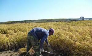 割稻谷图片 第14张