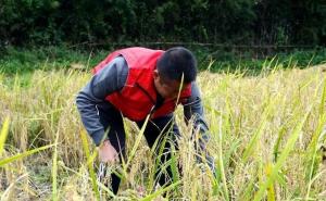 收割稻谷图片 第3张