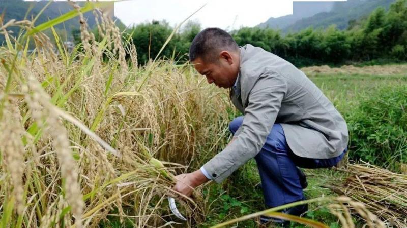 收割稻谷图片 第2张