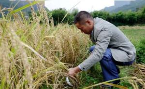 收割稻谷图片 第2张