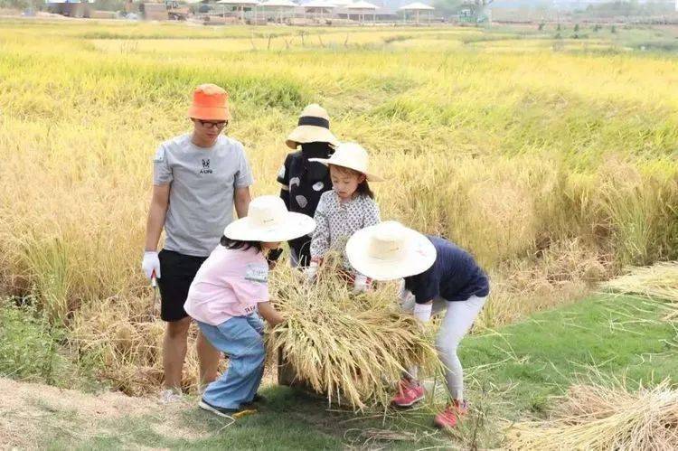 收割稻谷图片 第5张