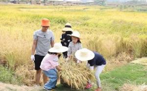 收割稻谷图片 第5张