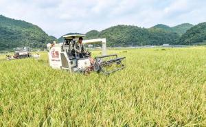 收割稻谷图片 第4张