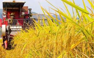 收割稻谷图片 第6张