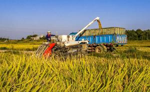 收割稻谷图片 第8张