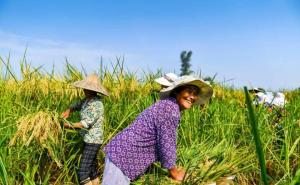 收割稻谷图片 第9张