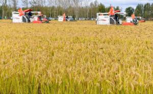 收割稻谷图片 第11张