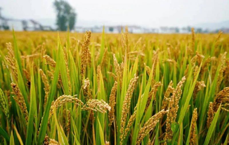 秋天稻谷图片 第1张