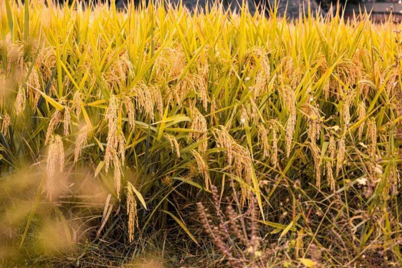 秋天稻谷图片 第2张