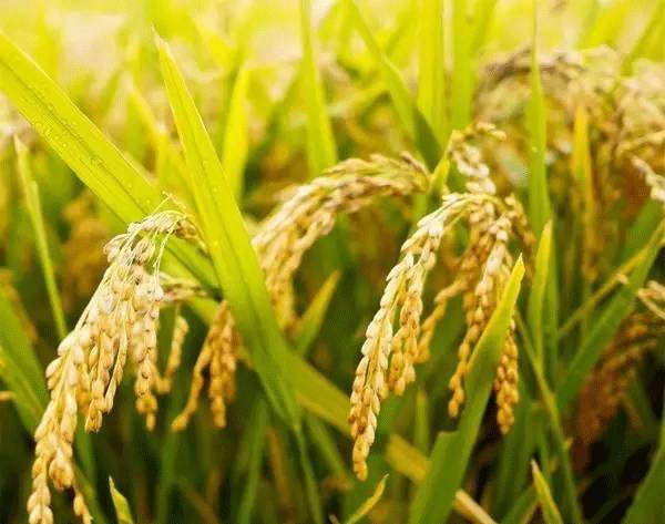 秋天稻谷图片 第3张