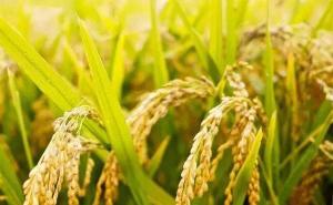 秋天稻谷图片 第3张