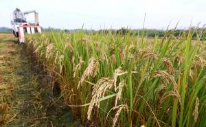 秋天稻谷图片 第4张