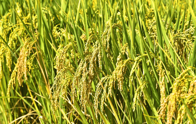 秋天稻谷图片 第5张