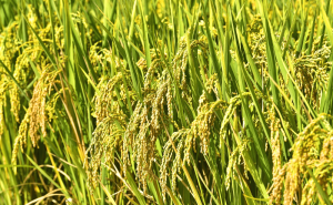 秋天稻谷图片 第5张