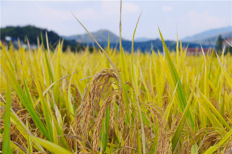 稻谷丰收图片 第1张