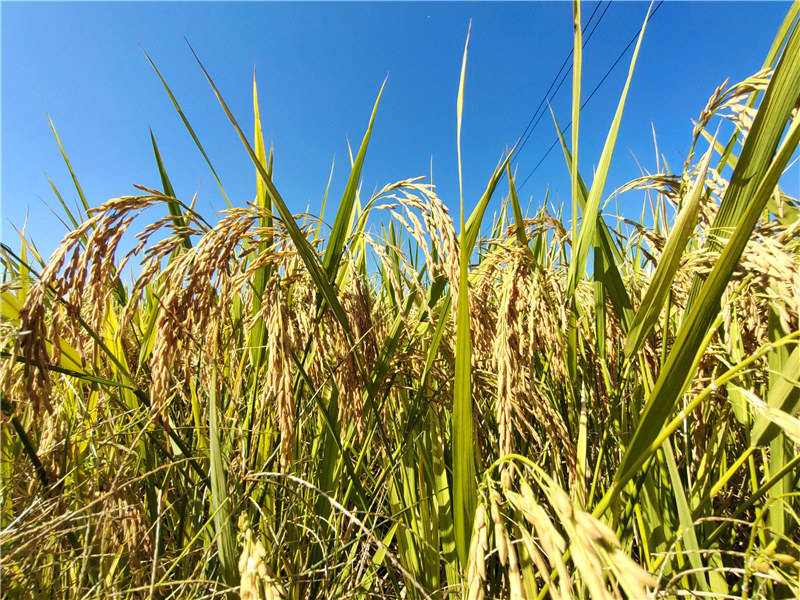 稻谷丰收图片 第2张