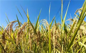 稻谷丰收图片 第2张