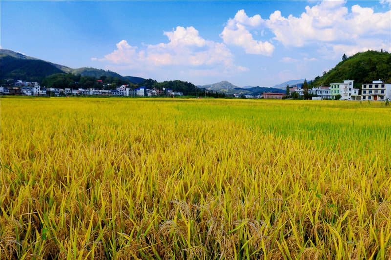 稻谷丰收图片 第3张