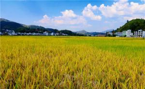 稻谷丰收图片 第3张