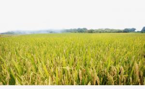 稻谷丰收图片 第5张