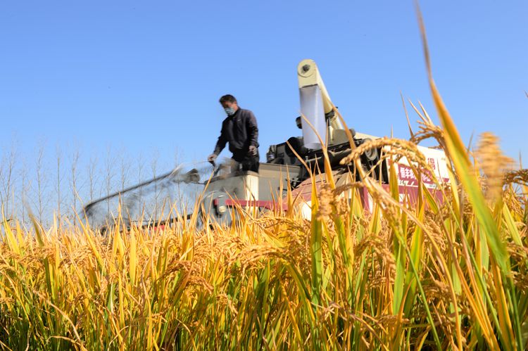 稻谷丰收图片 第4张