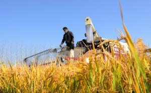 稻谷丰收图片 第4张