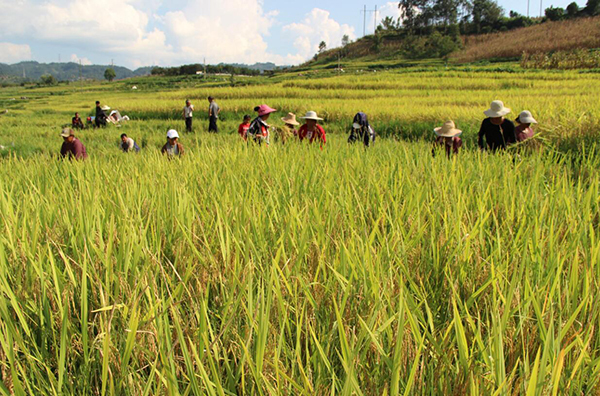 稻谷丰收图片 第6张