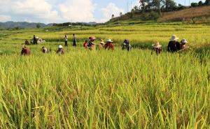 稻谷丰收图片 第6张