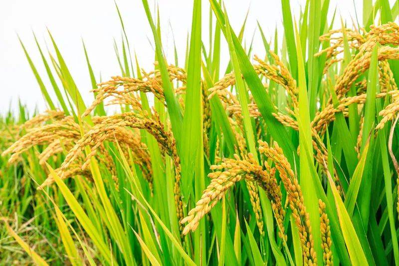 稻谷丰收图片 第7张