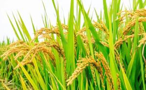 稻谷丰收图片 第7张