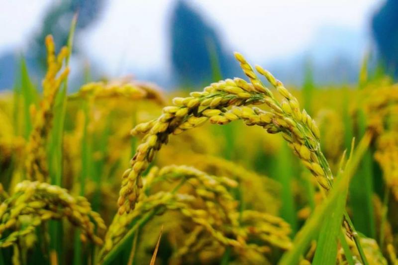 稻谷丰收图片 第8张