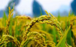 稻谷丰收图片 第8张