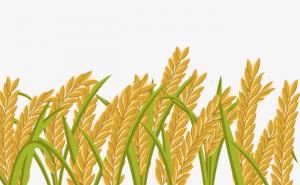 稻谷卡通图片 第2张