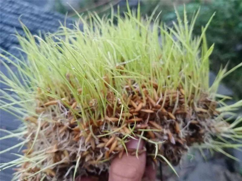 稻谷发芽图片 第1张