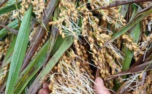 稻谷发芽图片 第2张